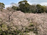 菊池神社の桜風景